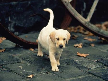 kel ptit chiot !!